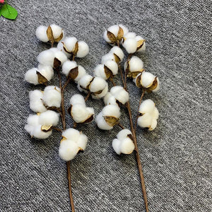Fleurs de coton séchées